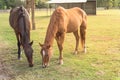 Two brown horses grazing grass at public park in Houston, Texas Royalty Free Stock Photo