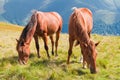 Two brown horses grazing on mountain pasture in Carpathians