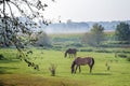 Two brown horses grazing on a natural pasture in a rural landscape with meadows, bushes, trees and fields in hazy morning light Royalty Free Stock Photo