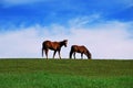 Two brown horses grazing on pasture Royalty Free Stock Photo