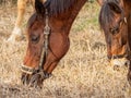 Two brown horses grazing together. Royalty Free Stock Photo