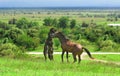 Two brown horses on a high hill arranged fight for leadership