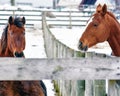 Two Brown Horses Looking Over Fence