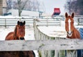 Two Brown Horses Looking Over Fence Royalty Free Stock Photo