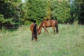 Two brown horses on a meadow Royalty Free Stock Photo