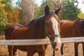 Two brown horses nuzzling each other across a rustic wooden fence Royalty Free Stock Photo