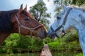 Two brown horses nuzzling each other Royalty Free Stock Photo