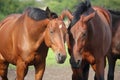 Two brown horses nuzzling each other Royalty Free Stock Photo
