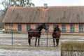 Horses on a paddock on a farm in eastern Poland