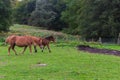 Two brown horses at the pasture. Farmland concept. Horses in the forest. Herd in countrysude. Horses grazing in the meadow. Royalty Free Stock Photo