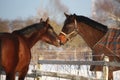 Two brown horses playfully nuzzling each other Royalty Free Stock Photo