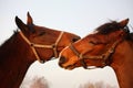 Two brown horses playing together Royalty Free Stock Photo