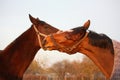 Two brown horses playing together Royalty Free Stock Photo