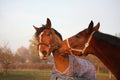 Two brown horses playing together Royalty Free Stock Photo