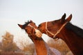 Two brown horses playing together Royalty Free Stock Photo