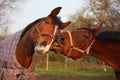 Two brown horses playing together Royalty Free Stock Photo