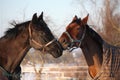 Two brown horses playing together Royalty Free Stock Photo