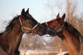 Two brown horses playing together Royalty Free Stock Photo