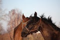 Two brown horses playing together Royalty Free Stock Photo