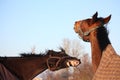 Two brown horses playing together Royalty Free Stock Photo