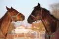 Two brown horses playing together Royalty Free Stock Photo