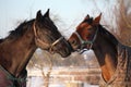 Two brown horses playing together Royalty Free Stock Photo