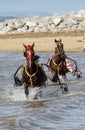 Morecambe , Lancashire , UK, August 4th 2018, horses cool down in the sea