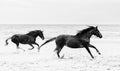 Two brown horses galloping on the seashore. Royalty Free Stock Photo