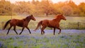 the two brown horses running in the field covered by violet Bluebonnet flowers. Texas hill country