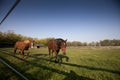 Two brown horses walk in a paddock Royalty Free Stock Photo