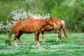 Two Brown horses stand on a green flower meadow amid the green forests and are looking in opposite directions and drowse