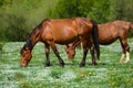 Two Brown horses stand on a green flower meadow amid the green forests and are looking in opposite directions and drowse