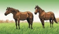 Two brown horses standing in a field of grass