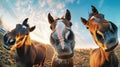 Two brown horses standing gracefully side by side, showcasing their strength and beauty Royalty Free Stock Photo