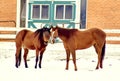 Two Brown Horses Standing Side By Side on Ranch