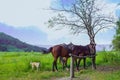 Two brown horses are tethered to a lone tree at the foot of the mountain, with a white dog in the lush green grass beside them. Be Royalty Free Stock Photo