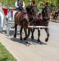 Two Brown Horses Trotting with Royal White Carriage Royalty Free Stock Photo