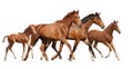 Two brown horses and two little foals family running free Royalty Free Stock Photo