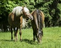 Two brown horses with a white and a black mane standing on the grass Royalty Free Stock Photo