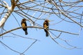Two Brown jacamar on a tree branch, Amazonian rainforest, Mato Grosso, Brazil Royalty Free Stock Photo