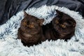 Two brown kittens