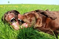 Two fighting brown labrador retriever in the park