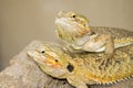 Two Brown lizzards Royalty Free Stock Photo