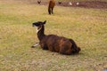 Two brown llamas grazing on yellow and green grass on a farm in Marietta Royalty Free Stock Photo