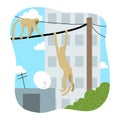 Two brown monkeys hanging on wires over city Royalty Free Stock Photo
