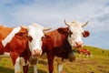 Two brown mountain cows with bells and horns.