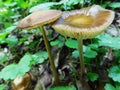 Two mushrooms in close contact