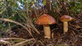 Two brown mushrooms in the forest