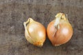 Two brown onions Royalty Free Stock Photo