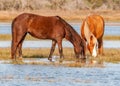 Two brown and orange horses drinking water from a pond. Royalty Free Stock Photo